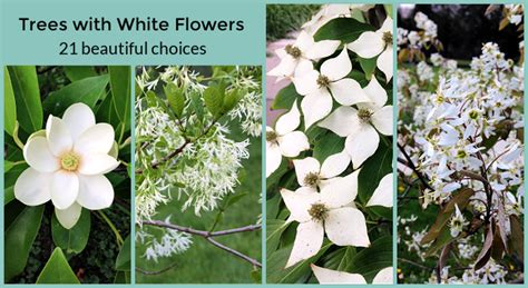 flowering trees white flowers identification.